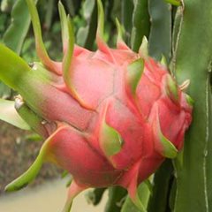 Fresh Red Pitahayas - Fresh Dragon Fruit